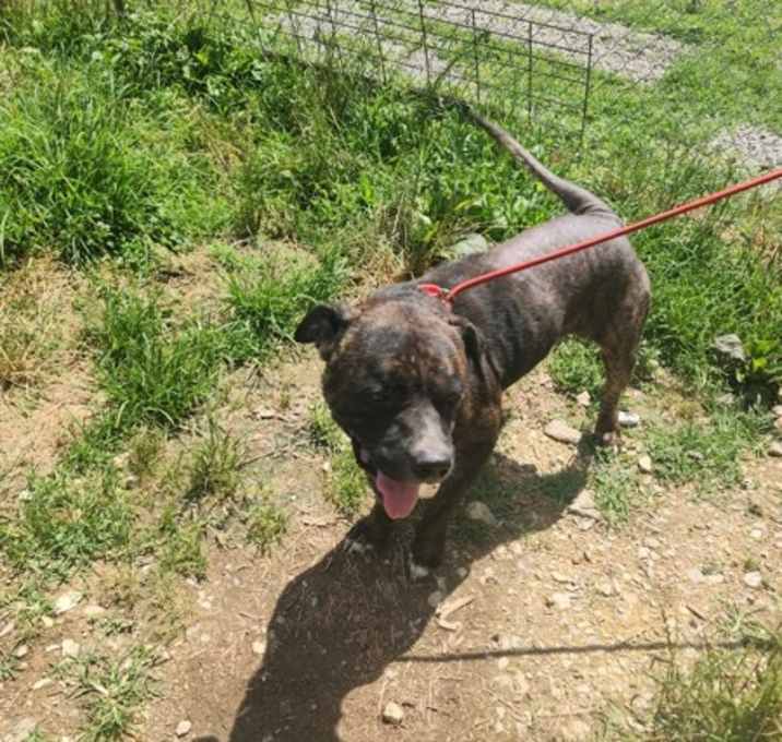 Photo of Rufus
