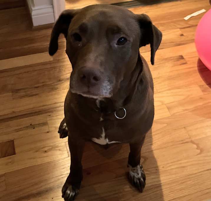 Photo of Abby