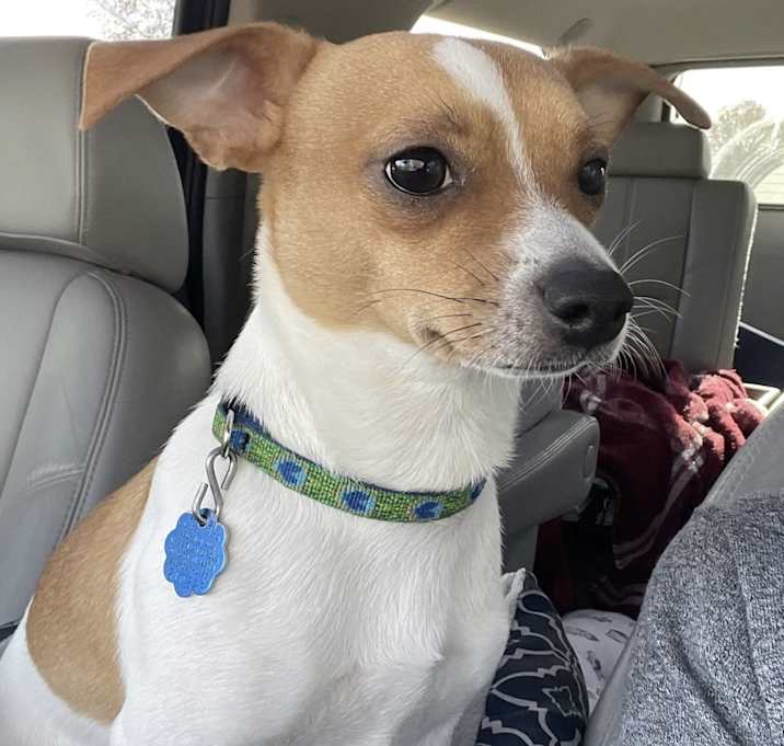Photo of Toby in Fostoria