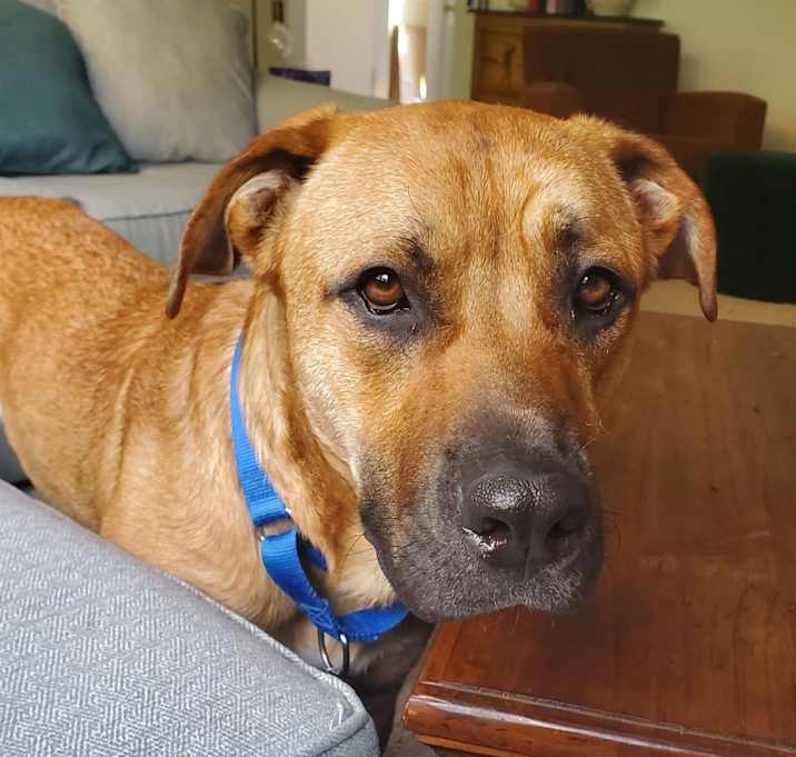 Photo of Dunkin