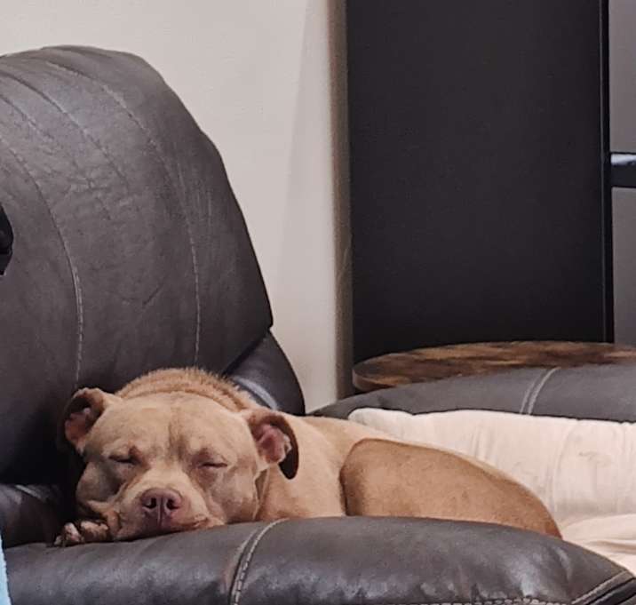 Photo of Buddy