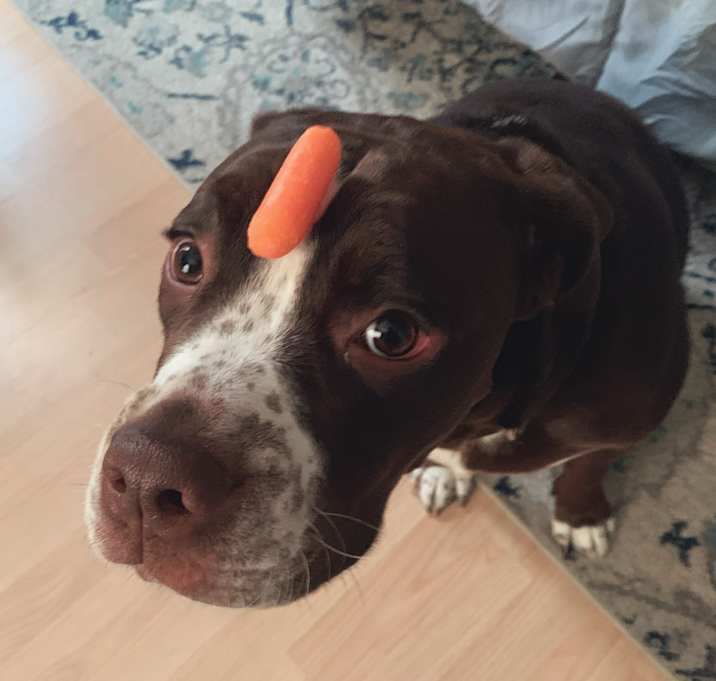Photo of Chester