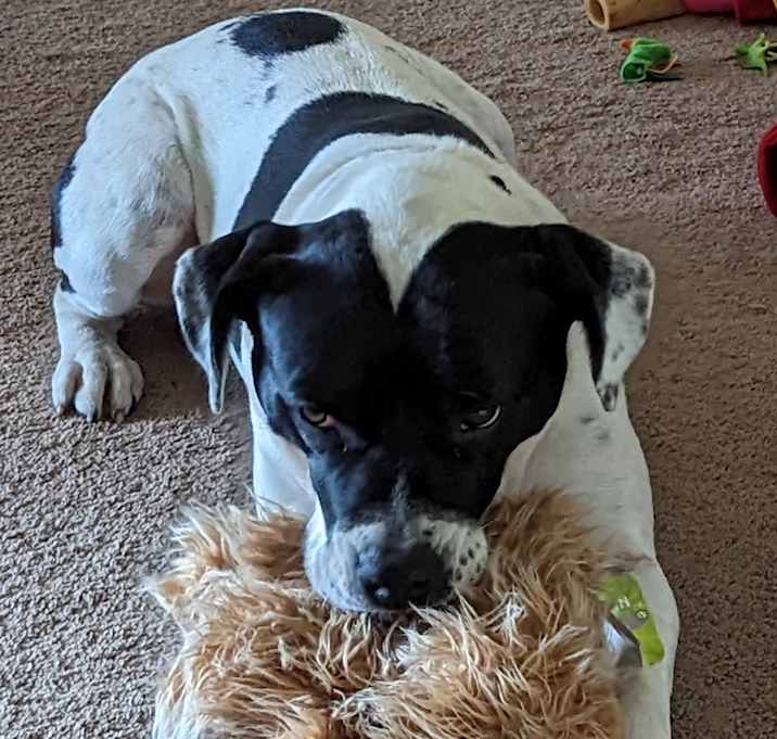 Photo of Domino