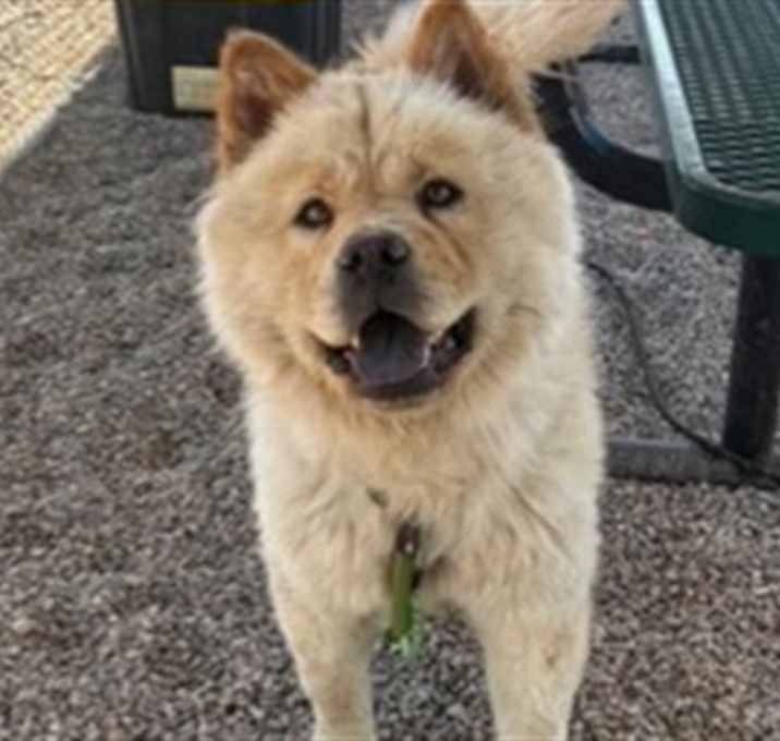 Photo of WILLOW