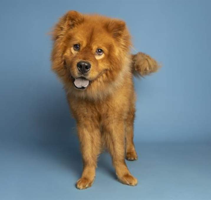 Photo of COCOA PUFF