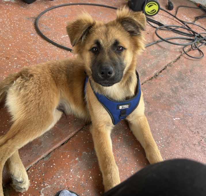 Photo of Bruno