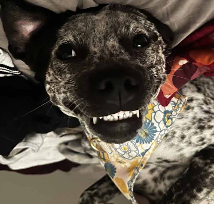 Photo of Piper