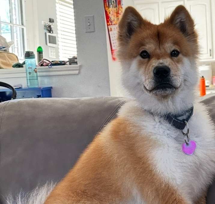 Photo of Bella