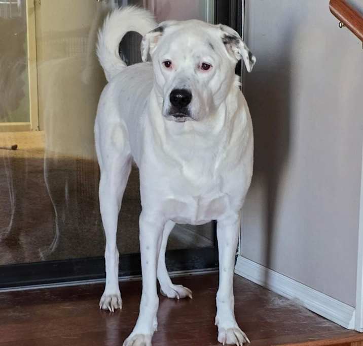 Photo of Spot