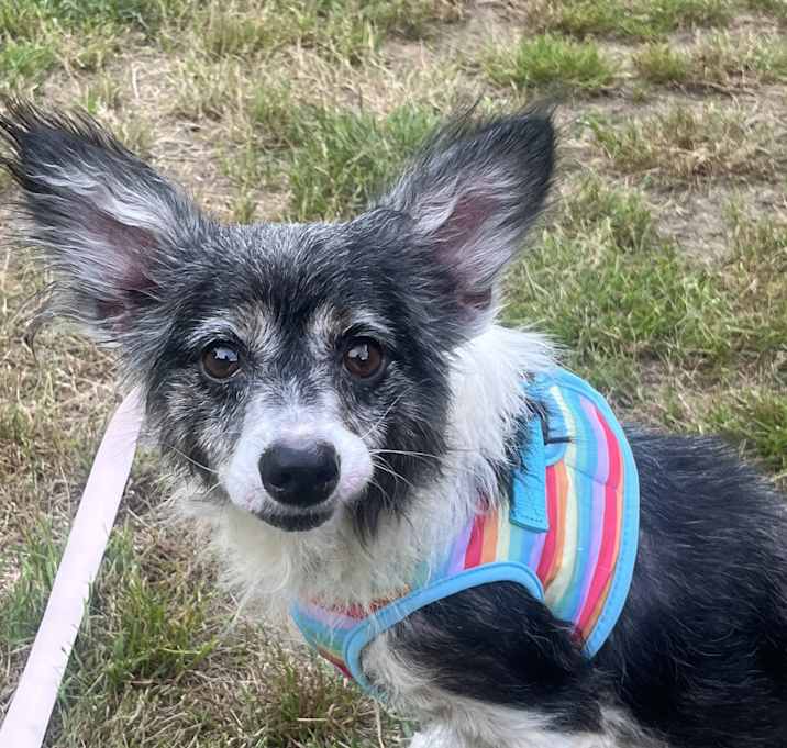 Photo of Cookie