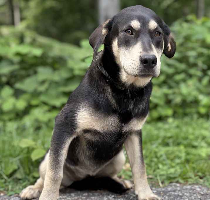 Photo of Gypsy