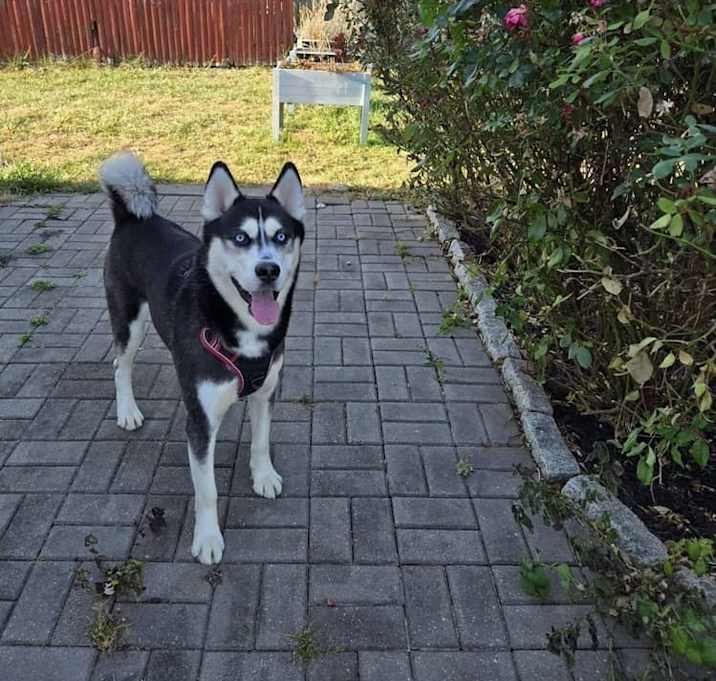 Photo of Boomer