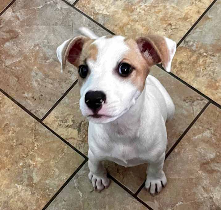 Photo of Peaches