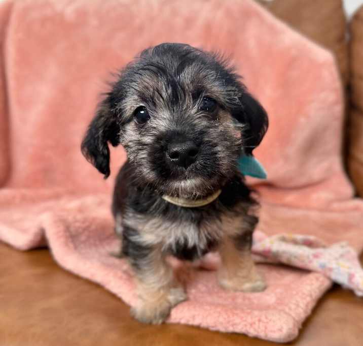 Photo of Frodo Flufferbottom