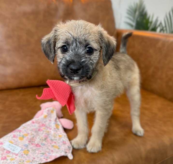 Photo of Fifi Flufferbottom