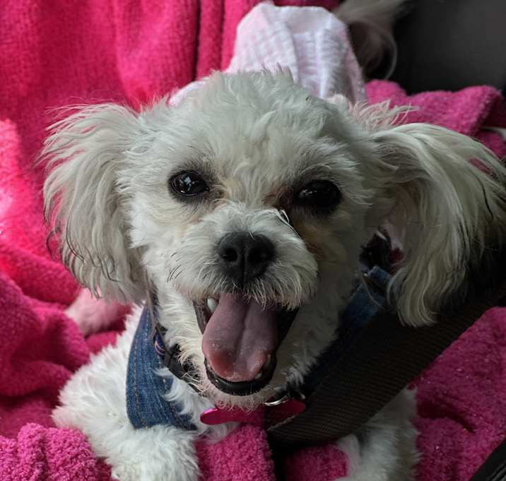 Photo of Gidget
