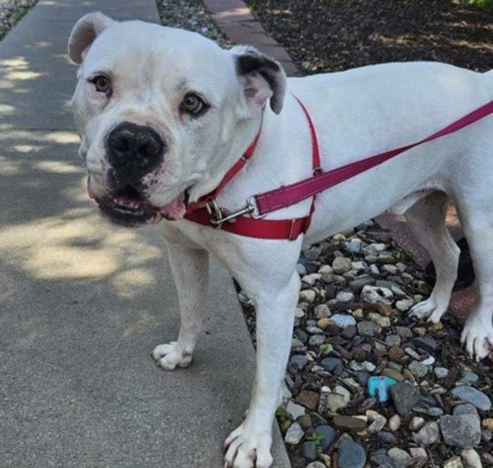 Photo of Roscoe