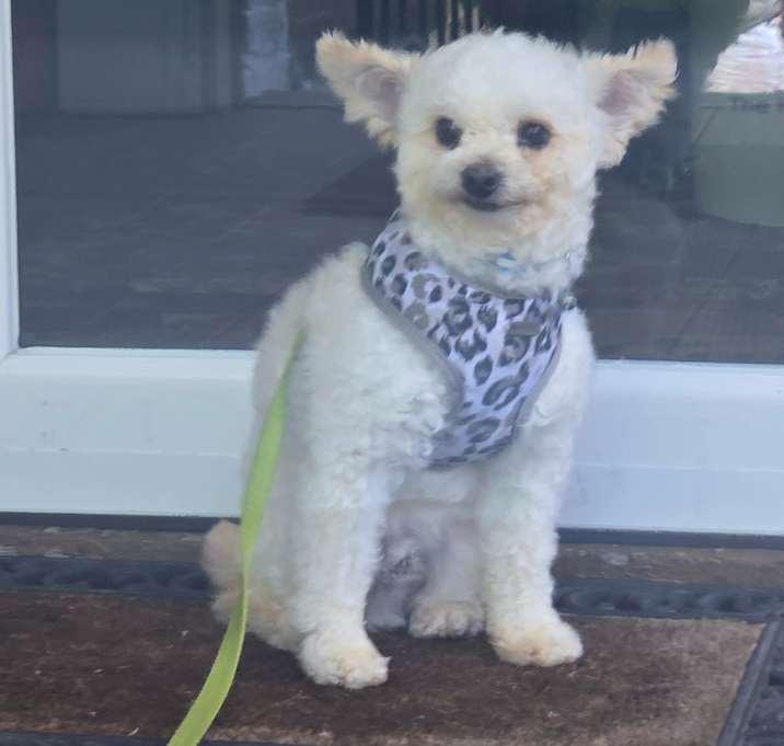 Photo of Scooby