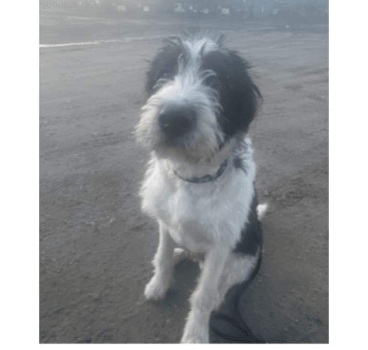Photo of Louie