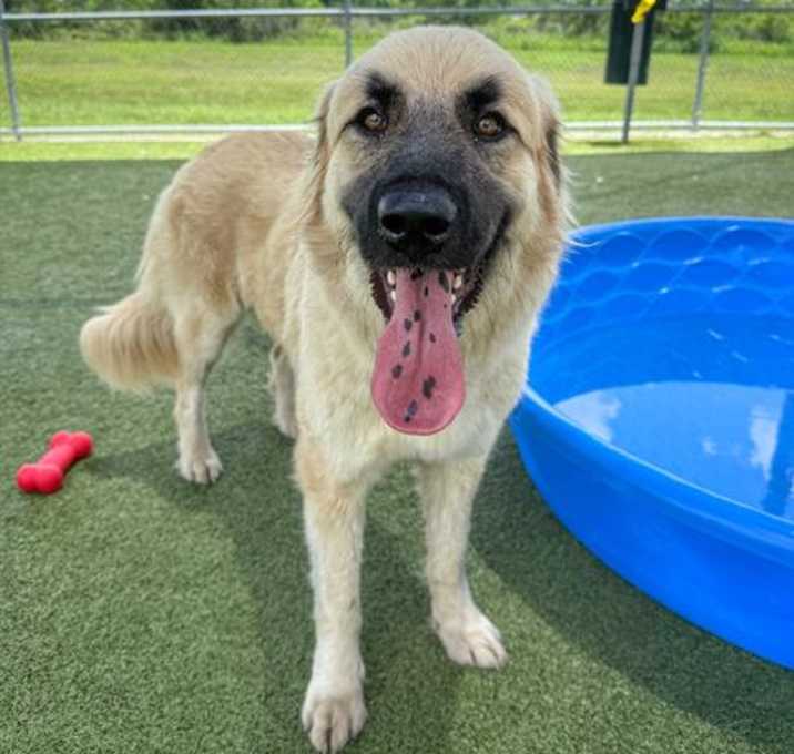 Photo of CARAMEL
