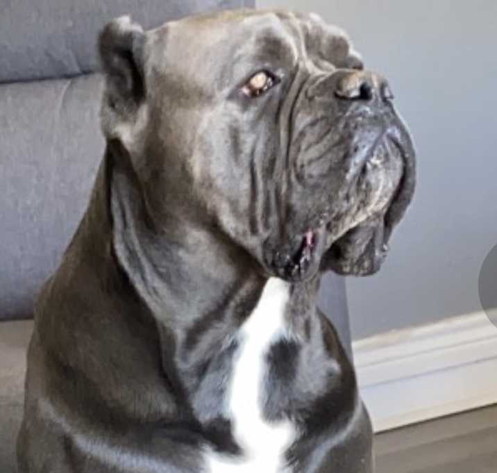 Photo of Brutus