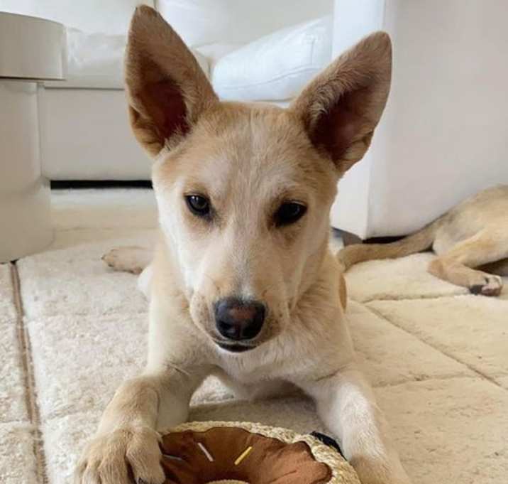 Photo of Copper