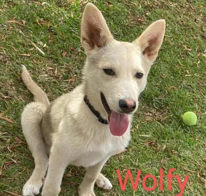Photo of Wolfy