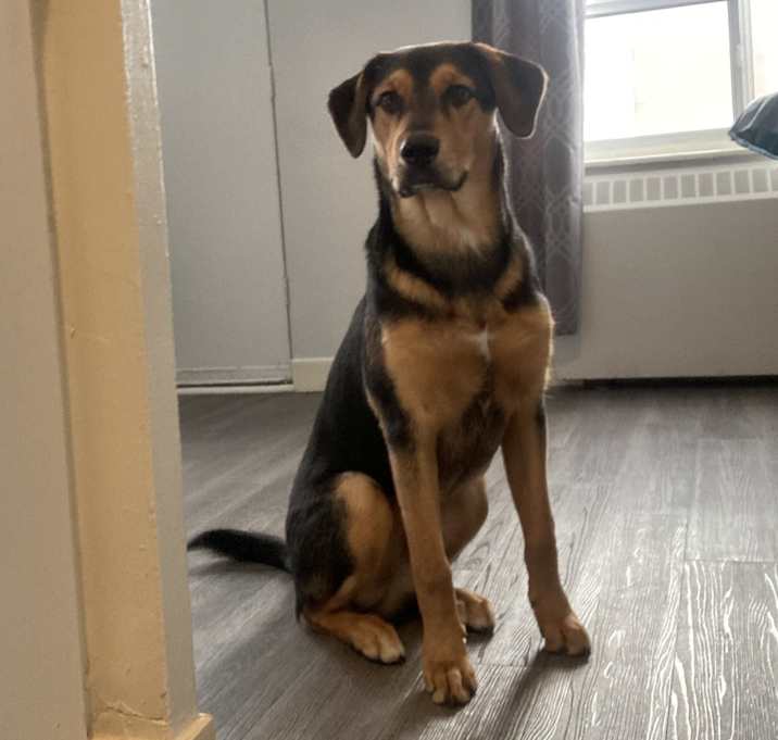 Photo of Django