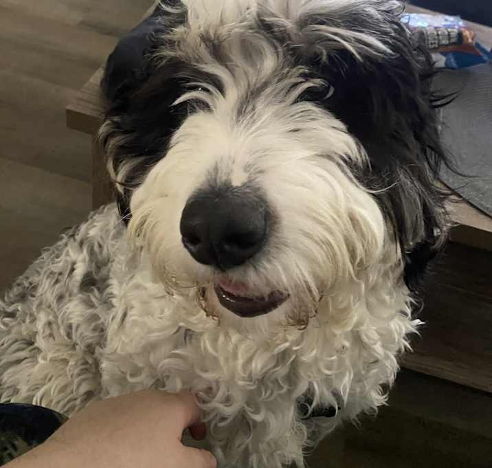 Photo of Otis