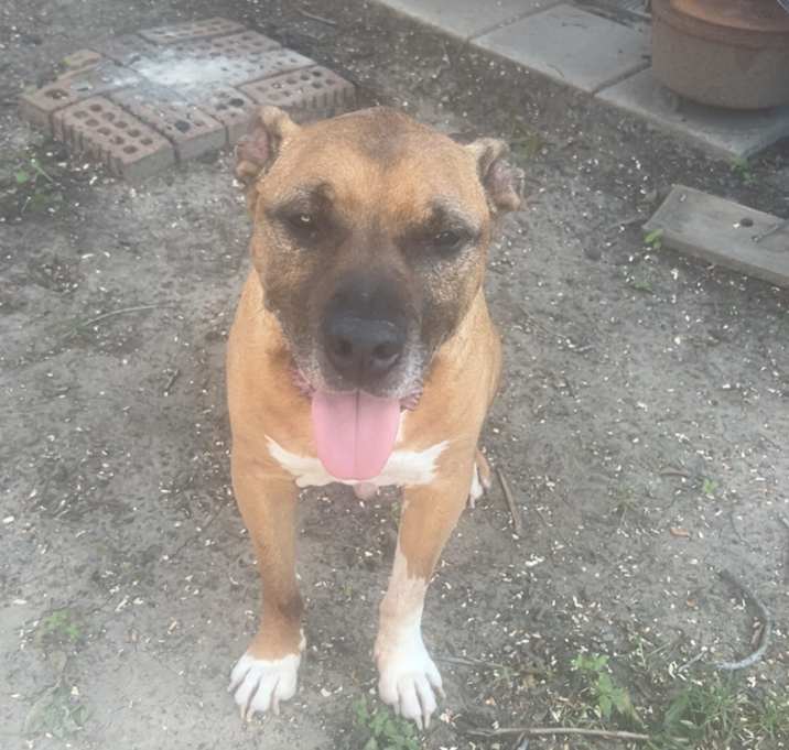 Photo of Smokey