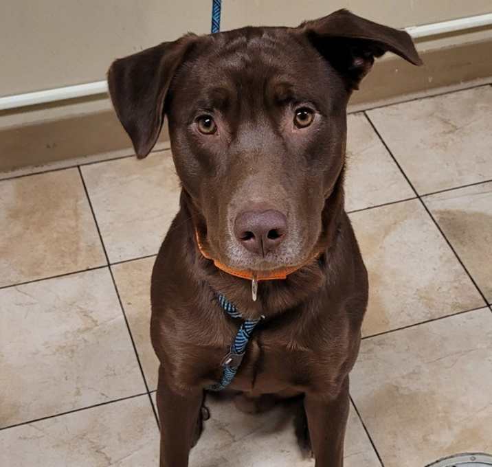 Photo of Bubba (mcas)