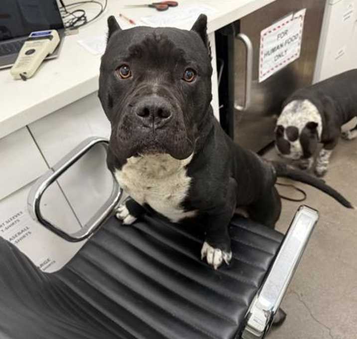 Photo of Achilles