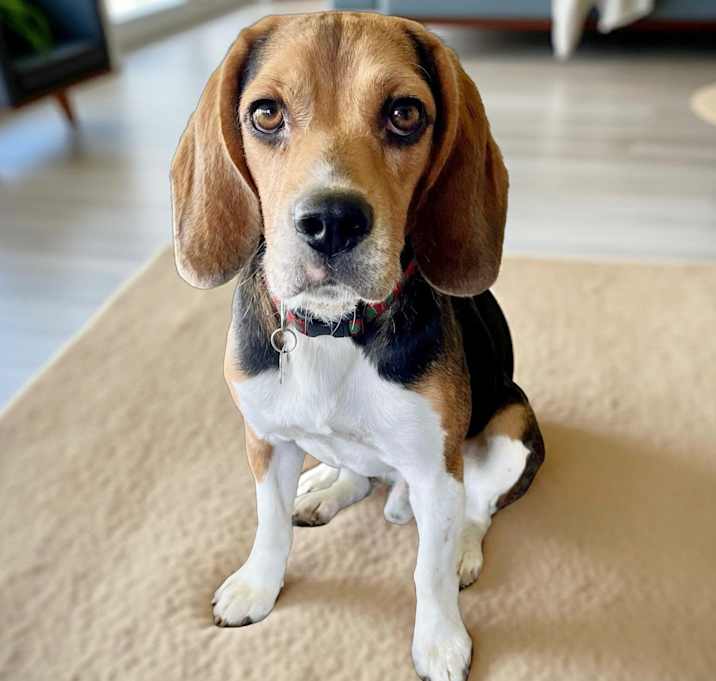 Photo of Hopper