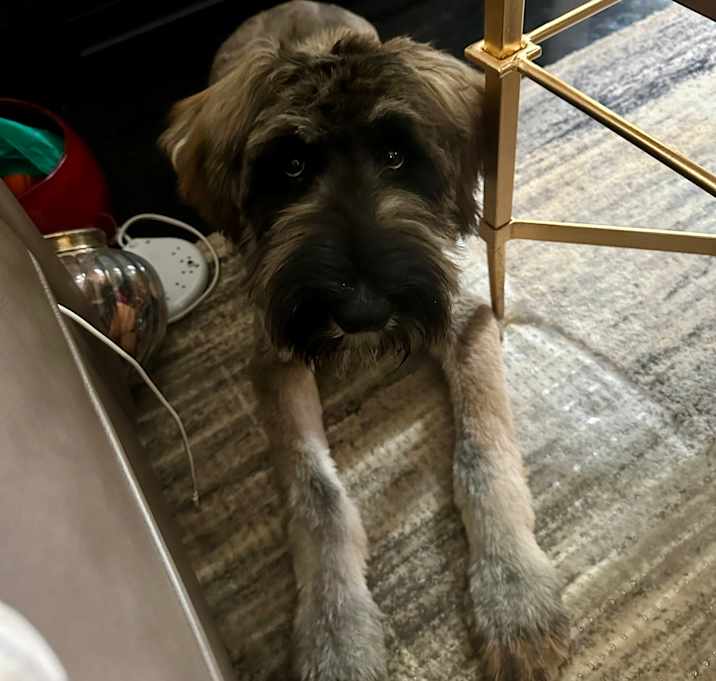 Photo of Milo