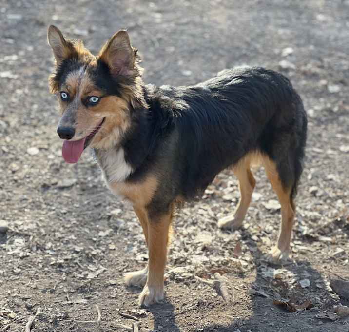 Photo of Olive