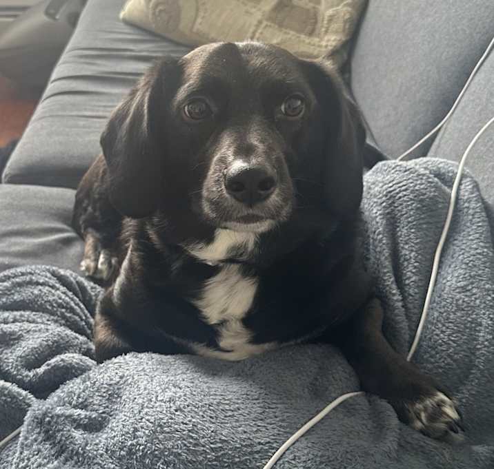 Photo of Chico Bean
