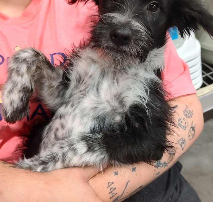 Photo of Mika