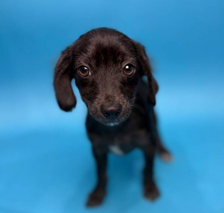 Photo of Tizzy