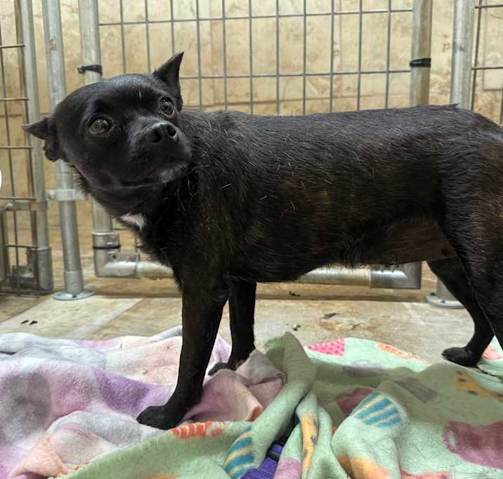 Photo of Sweet Pea