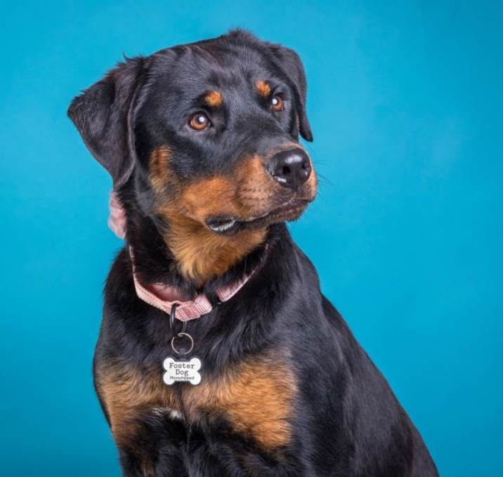 Photo of Sadie