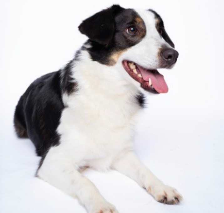 Photo of Dexter