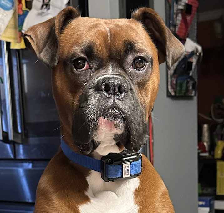 Photo of Bo