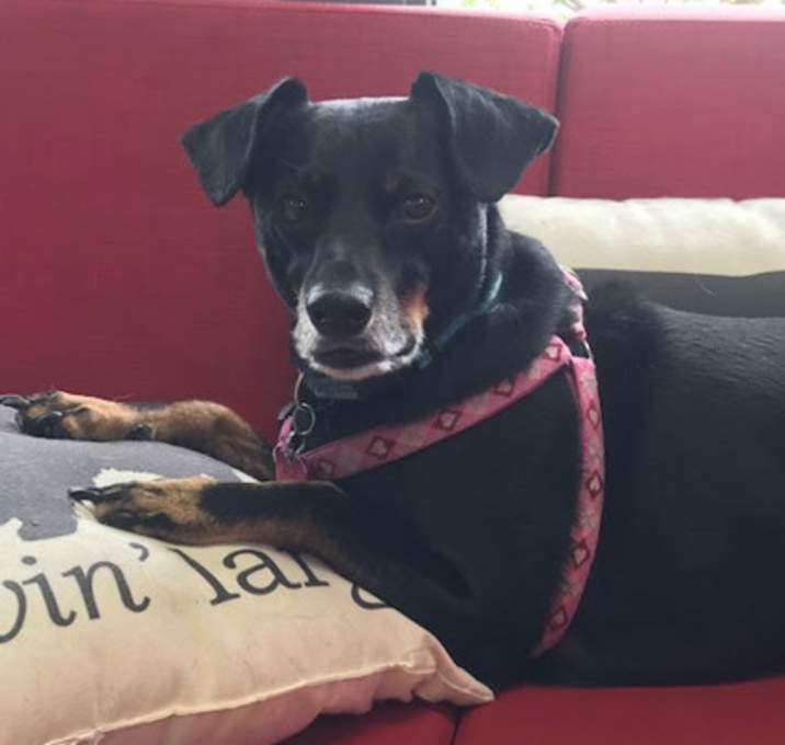 Photo of Pancho