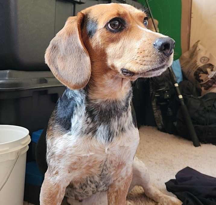 Photo of Bagel