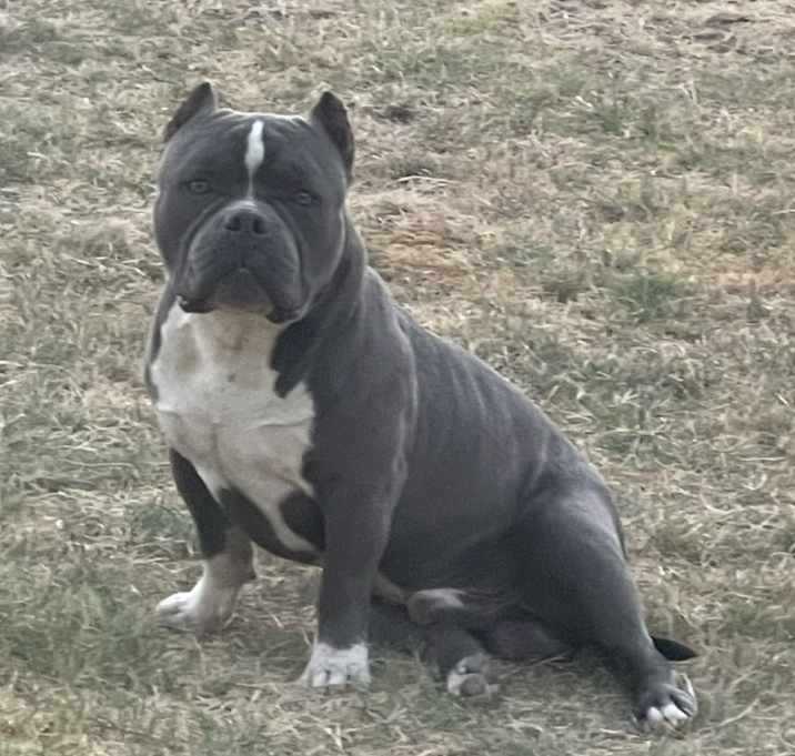 Photo of Bluey