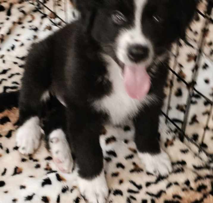 Photo of PUPPY BASHFUL BENTLEY