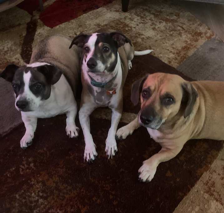 Photo of Pup pup, Lola, Maxi