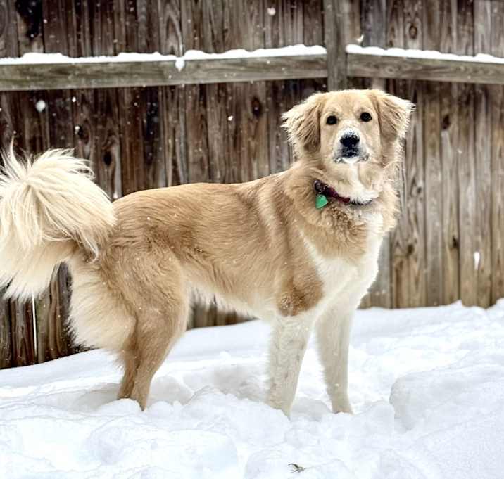 Photo of Bella