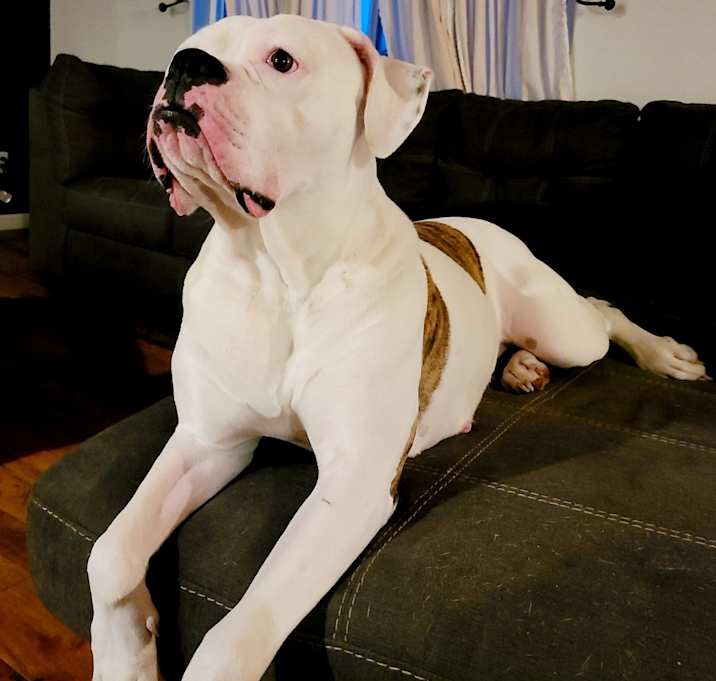 Photo of Trixie