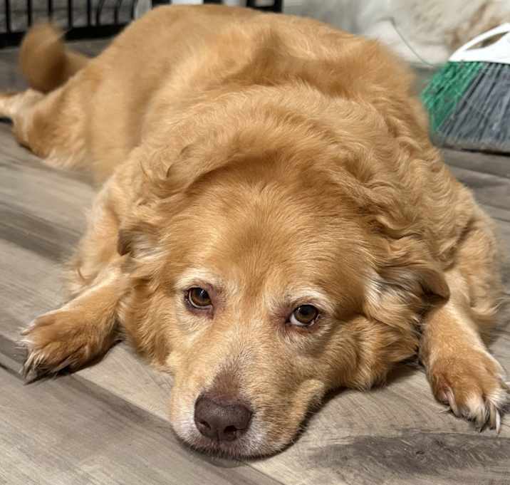 Photo of Honey
